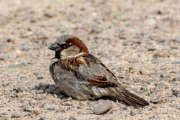 house sparrow